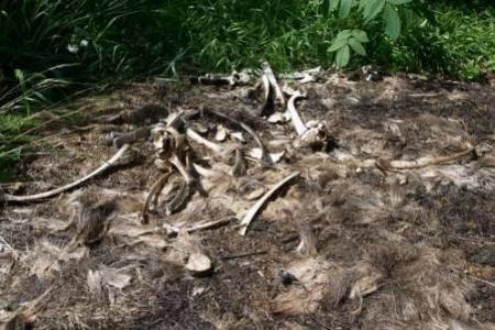 L histoire du  jardinier............